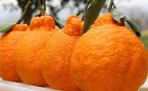 丑八怪橘子可以蒸着吃吗 桔子的品种有哪些